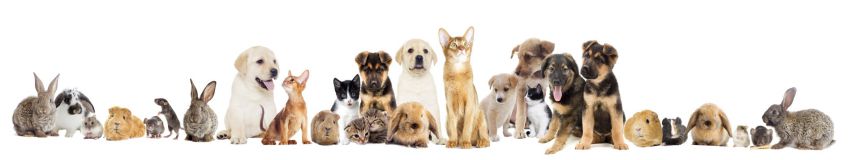 Animal Home - Pension pour animaux domestique à Mutzig